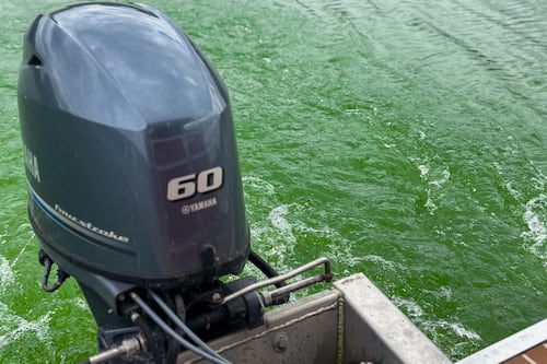 A New Approach Didn’t Curb the Spread of a Toxic Algae Bloom in the Willamette River