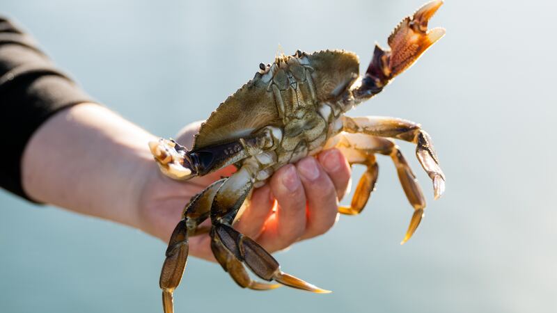 Oregon's Commercial Dungeness Crab Season Is Underway After a Short Delay
