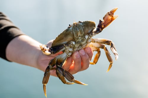 Oregon’s Commercial Dungeness Crab Season Is Underway After a Short Delay