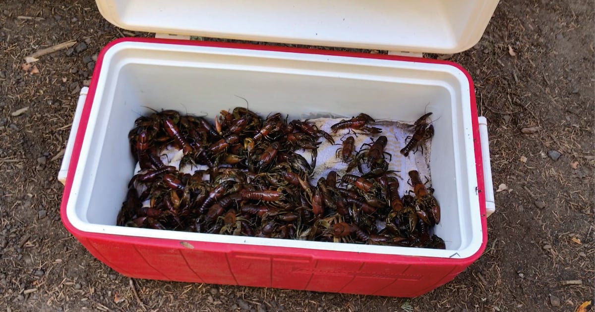 Who’s Your Crawdaddy?