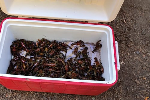 Who’s Your Crawdaddy?
