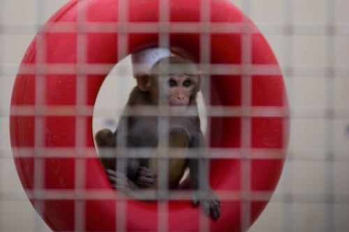 OHSU Board to Consider Turning Hillsboro Primate Research Center Into Sanctuary With Help From NIH