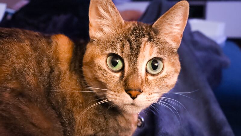 Pets of Willamette Week