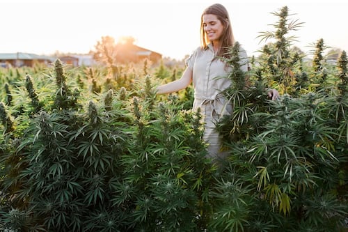 CBDA and CBGA Have the Potential to Block COVID. We Asked an Expert About Their Usefulness for Treating Other Conditions.