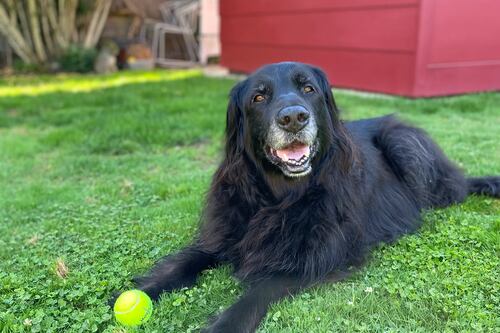 Raise the Ruff: Five Can’t-Miss Pet Events Coming to the Portland Area