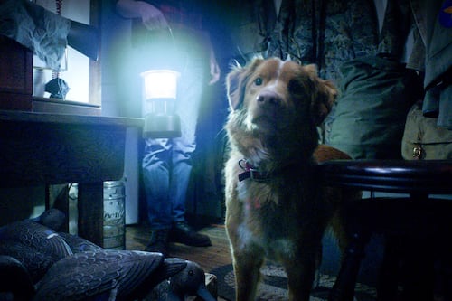 Your Roundup of New Movies: “Good Boy” Star Indy Is Hollywood’s Handsomest Nepo Baby