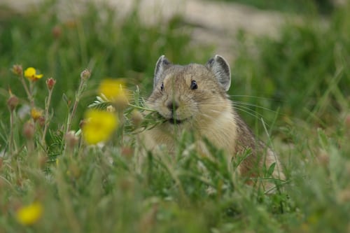 Tourism Tax Increase to Help Oregon Wildlife Passes State Senate