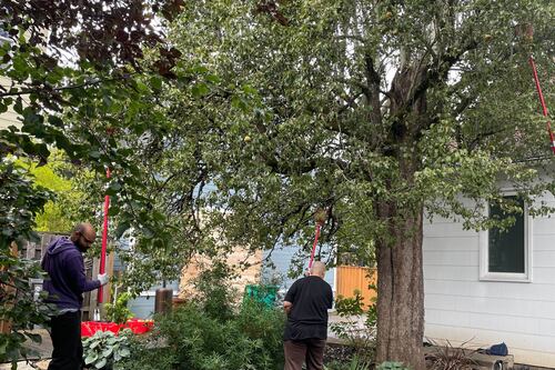 PDXFruitTreeTips Is Portland Fruit Tree Project’s New Advice Text Line