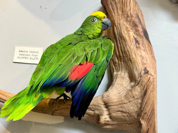 This Fall, You Can Take a Taxidermy Workshop at Paxton Gate