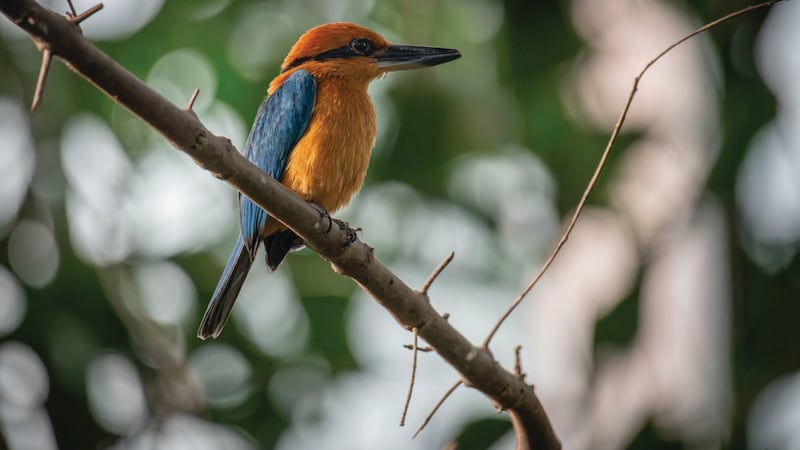 Portland’s Best Bird-Filled Cafe