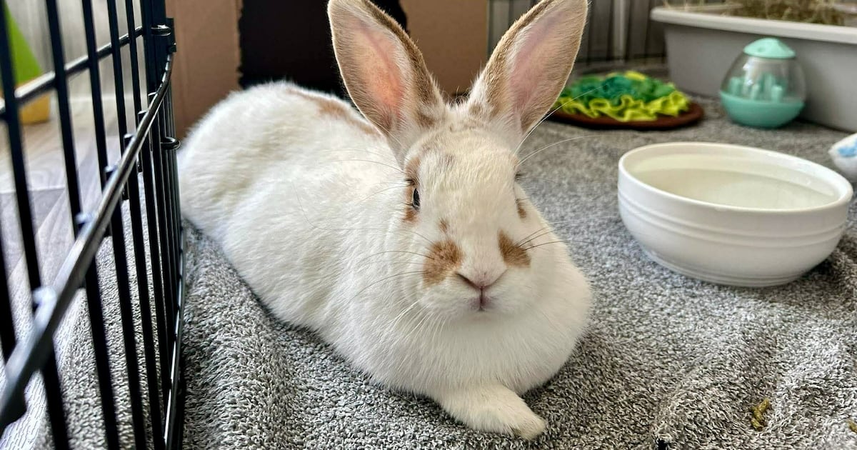 Avalon Microsanctuary Provides Shelter for Abandoned Rabbits and ...