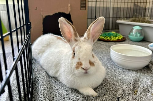Avalon Microsanctuary Provides Shelter for Abandoned Rabbits and Support for Rabbit Owners