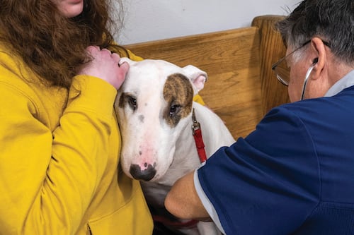 Street Dog Coalition Provides Free Veterinary Care for Pets That Are Homeless, or at Risk of It