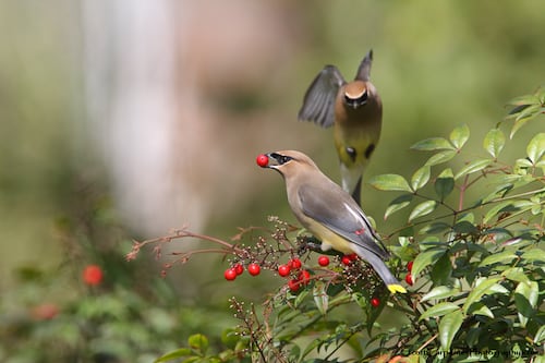 Winter Is a Great Season to Go Bird Watching in Portland
