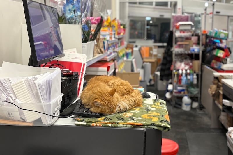 The Unofficial Mayor of Sellwood Is an Elderly Orange Cat