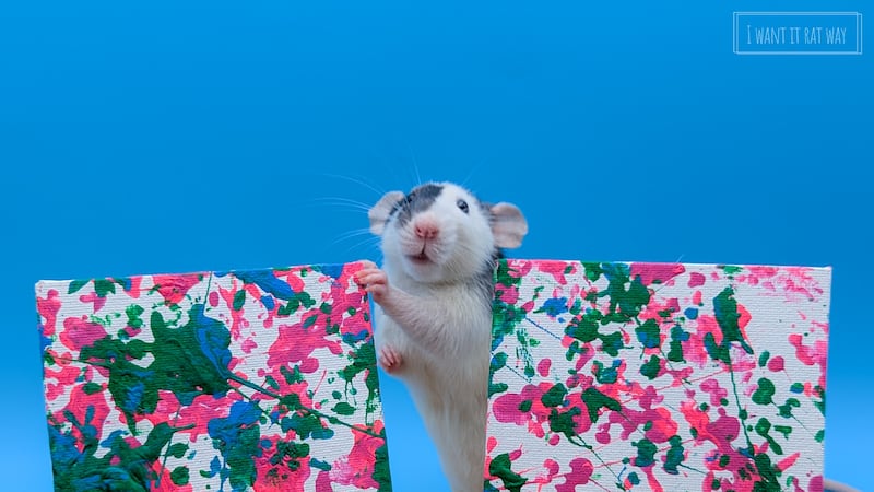 Rat Way Sanctuary Rescues and Nurtures Rats With Advanced Medical Needs