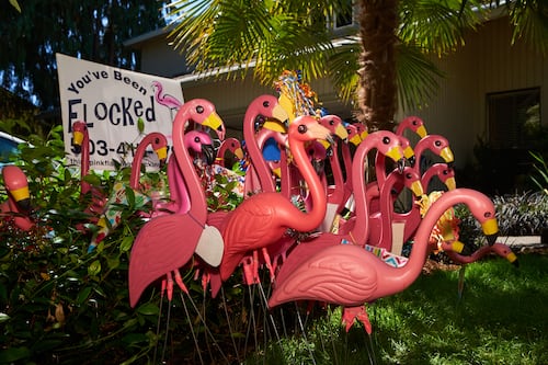 This Portland Company Leaves Dozens of Pink Plastic Flamingos on People’s Yards in the Middle of the Night.