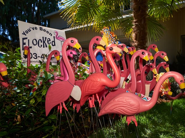 This Portland Company Leaves Dozens of Pink Plastic Flamingos on People’s Yards in the Middle of the Night.