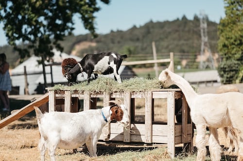 Silobration NW Celebrates Five Consecutive Years of Abbey Road Farms’ Wine Harvest Season