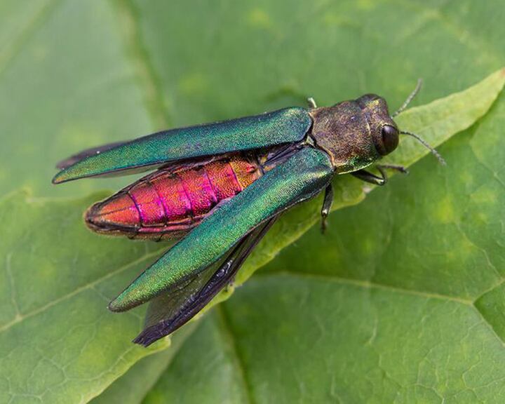 Portland Parks & Recreation Warns of Encroachment of Bug That Kills Ash ...