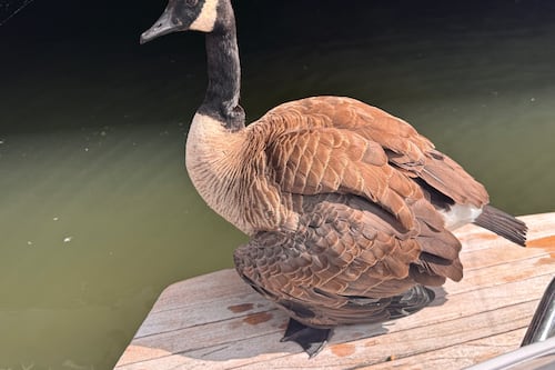 Portland’s Best Goose