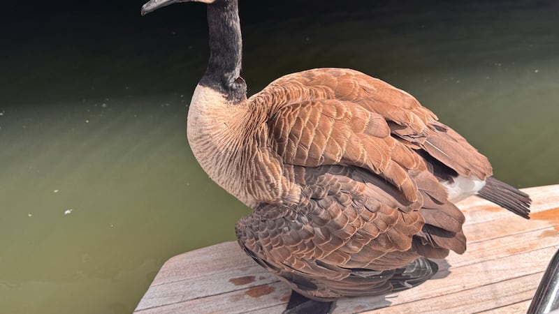 Portland’s Best Goose