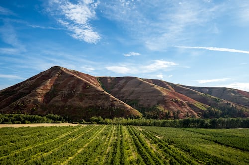 What Has Gone Into the Ground Has Shaped the Northwest’s Wine
